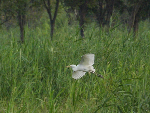 Eastern Cattle-Egret