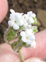 Plagiobothrys tenellus