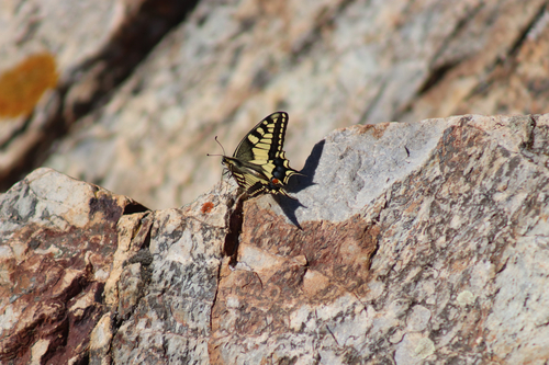 Old World Swallowtail