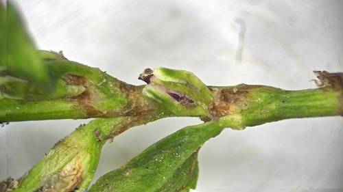 Polygonum aviculare, photograph 3