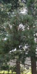 Pinus peuce