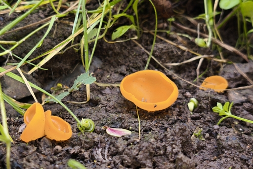 orange peel fungus