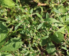 (c) Jerry Lanfear, some rights reserved (CC BY) Polygonum aviculare, photograph (c) Jerry Lanfear, some rights reserved (CC BY)