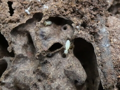 Microcerotermes
