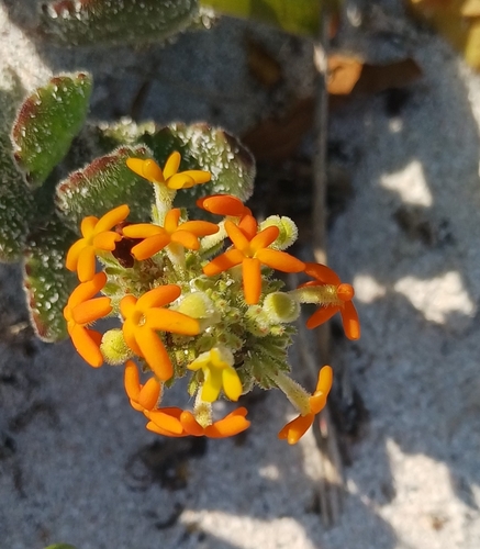 Manulea tomentosa