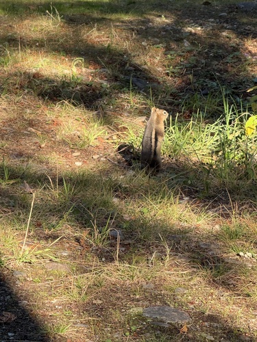 Common Golden-mantled Ground Squirrel