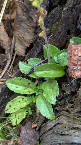 Veronica officinalis, photograph 4