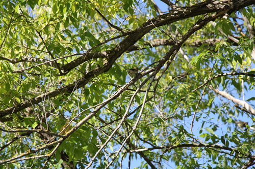 Yellow-rumped Warbler