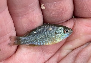 Green Sunfish