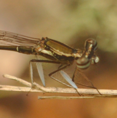 Platycnemididae