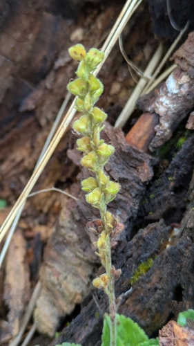Veronica officinalis, photograph 5