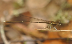 Platycnemididae