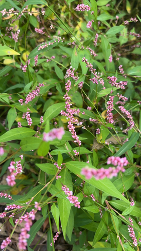 low smartweed