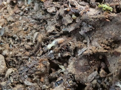 Microcerotermes
