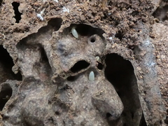 Microcerotermes