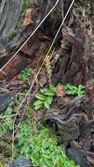 Veronica officinalis, photograph (c) aga_l_, some rights reserved (CC BY)