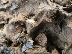 Microcerotermes