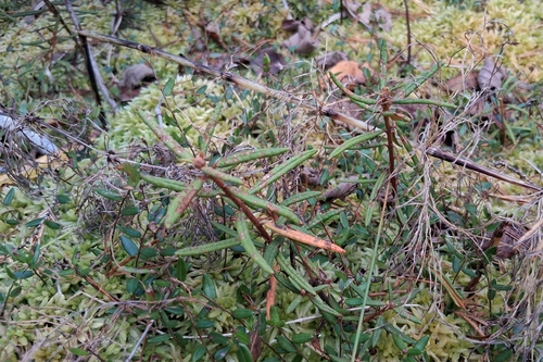 marsh Labrador tea