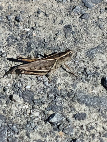 Two-striped Grasshopper