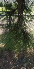 Pinus peuce