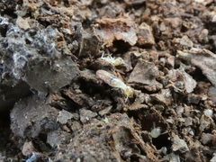 Microcerotermes