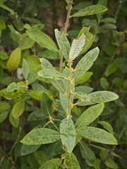 (c) Igor Balashov, some rights reserved (CC BY) Salix cinerea, photograph (c) Igor Balashov, some rights reserved (CC BY)