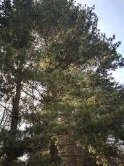 Pinus peuce