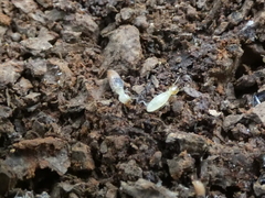 Microcerotermes