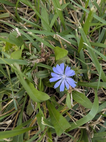 chicory