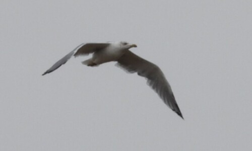 Yellow-legged Gull