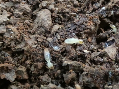 Microcerotermes