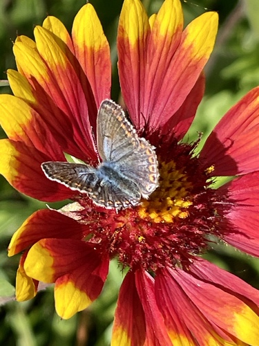 Common Blue