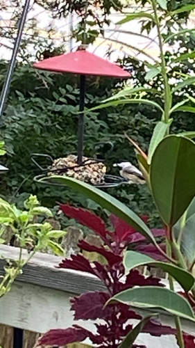 Black-capped Chickadee
