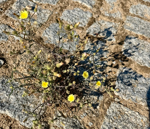 Common Andryala