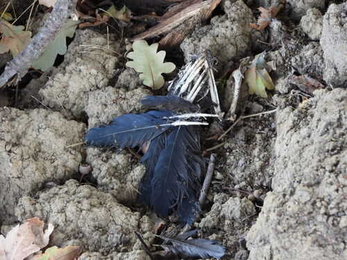 Eurasian Magpie