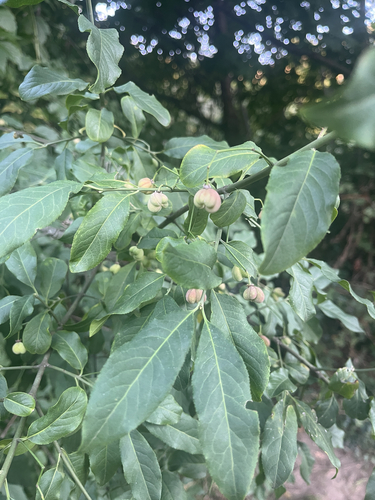 Spindle