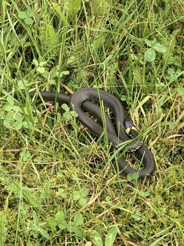 grass snake