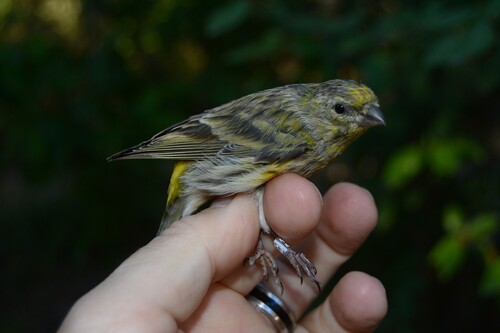 European Serin