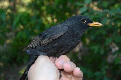 Eurasian Blackbird