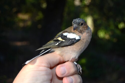 Common Chaffinch