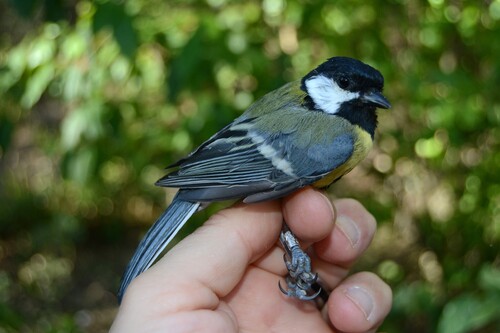 Great Tit