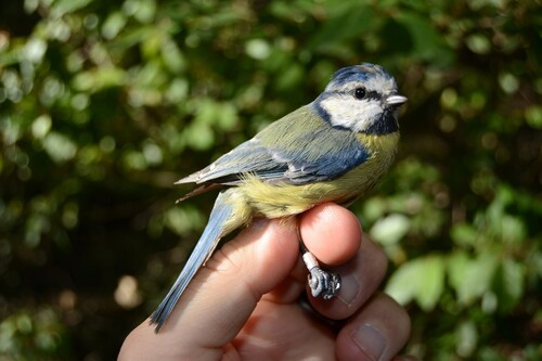 Eurasian Blue Tit