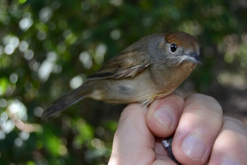 Eurasian Blackcap