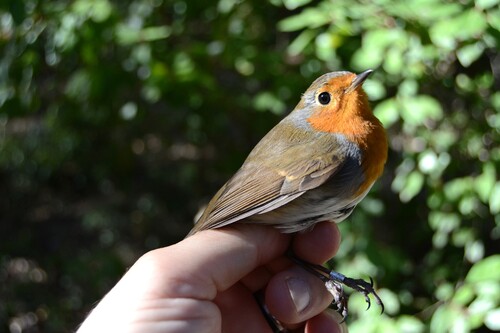 European Robin