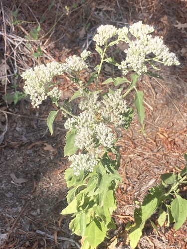 late boneset