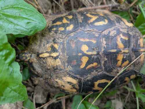 Common Box Turtle