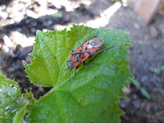 Spilostethus pandurus