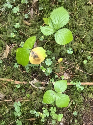 Stone Bramble