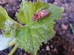 Spilostethus pandurus
