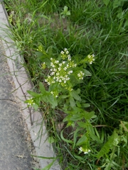 Thlaspi arvense